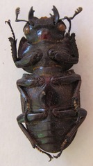 Dorcus ritsemae volscens