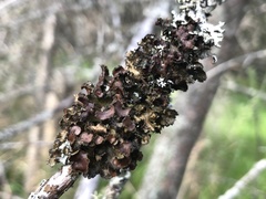 Tuckermanopsis americana