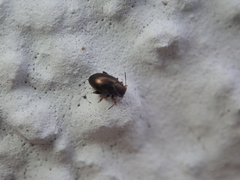 Chaetocnema hortensis