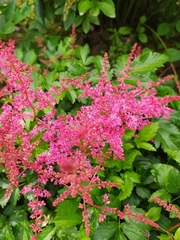 Astilbe japonica