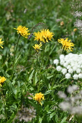 Crepis pyrenaica