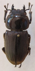 Dorcus ritsemae volscens