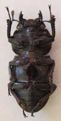 Dorcus ritsemae volscens