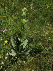 Gentiana lutea symphyandra