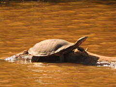 Phrynops geoffroanus