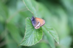 Coenonympha gardetta darwiniana
