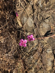 Clarkia gracilis sonomensis