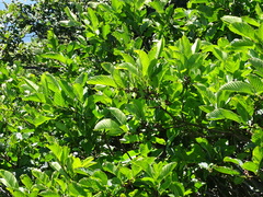 Rhamnus fallax
