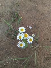 Tripleurospermum inodorum