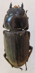 Dorcus ritsemae volscens