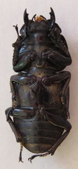 Dorcus ritsemae volscens