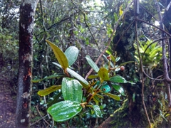Miconia squamulosa
