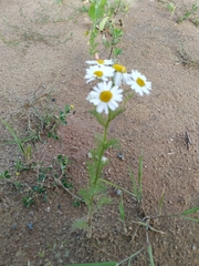 Tripleurospermum inodorum