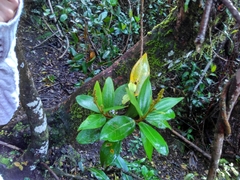 Miconia squamulosa