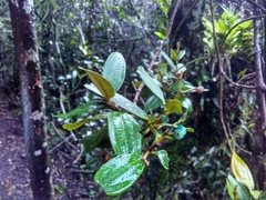 Miconia squamulosa