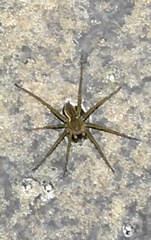Dolomedes triton