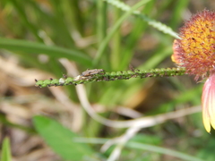 Paromius longulus