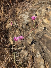 Clarkia gracilis sonomensis