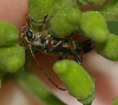 Grammoptera ruficornis