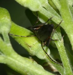 Grammoptera ruficornis