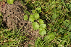 Hydrocotyle vulgaris