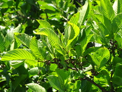 Rhamnus fallax