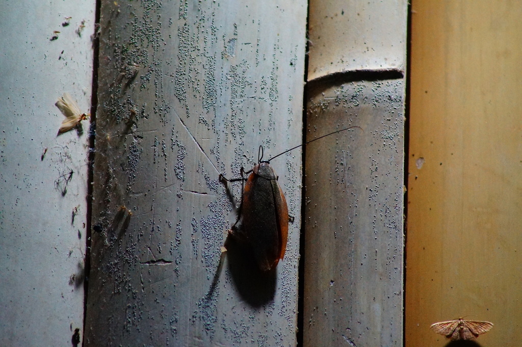 Nyctibora mexicana