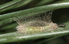 Lepidoptera