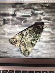 Anaplectoides prasina