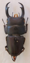 Dorcus ritsemae volscens