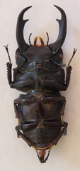 Dorcus ritsemae volscens