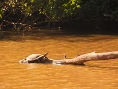 Phrynops geoffroanus