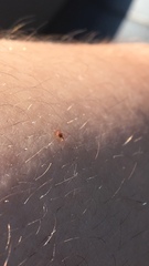 Amblyomma americanum