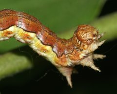 Erannis defoliaria