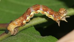 Erannis defoliaria