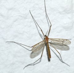 Tipulidae