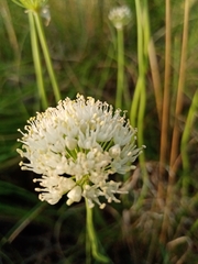 Allium flavescens