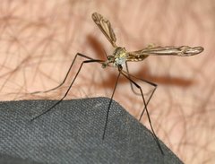 Tipulidae