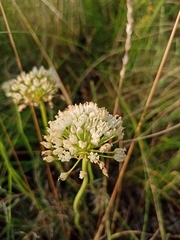 Allium flavescens
