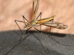 Tipulidae