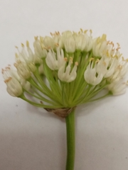 Allium flavescens