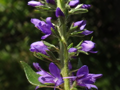 Veronica barrelieri