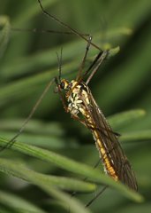 Nephrotoma appendiculata