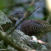 Slaty-breasted Tinamou - Photo (c) Amy McAndrews, some rights reserved (CC BY-NC-ND)