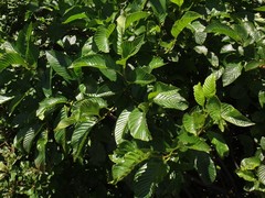 Rhamnus fallax
