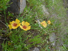 Linum hudsonioides