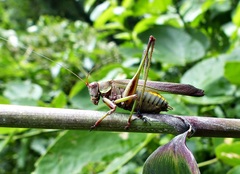 Enthephippion olivaceum