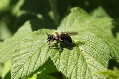 Laphria huron