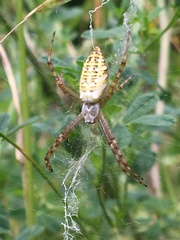 Argiope bruennichi