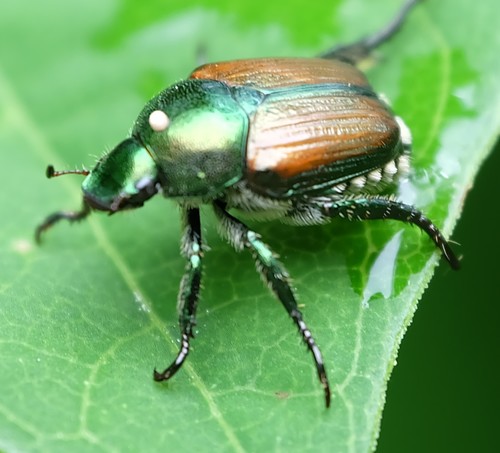 Japanese Beetle photo 3